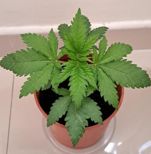 King's Juice 202602. Week 3 - Five days after repotting, the leaves are quite pretty.