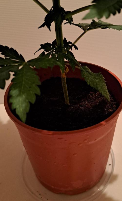 King's Juice 202602. Week 4 - The bottom leaves are turning yellow, but that should be fine.