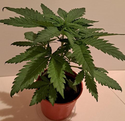 King's Juice 202602. Week 4