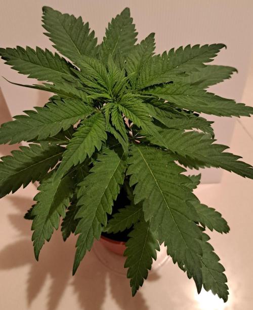 King's Juice 202602. Week 4