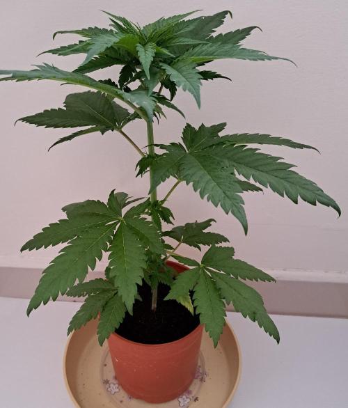 King's Juice 202602. Week 5 - The leaves are turning lighter in color; let's see if it affects the other leave