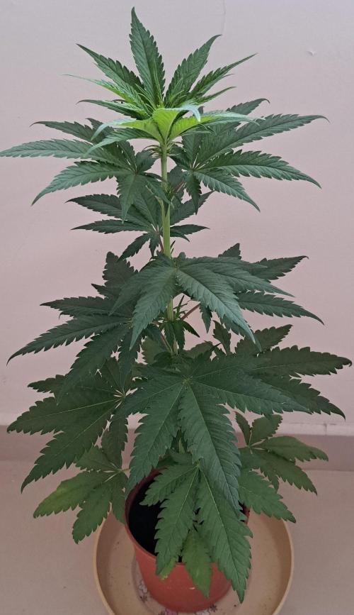 King's Juice 202602. Week 6 - The bottom leaves have turned yellow.