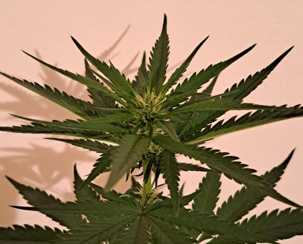 King's Juice 202602. Week 7 - Hope everything goes well.