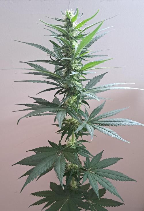 King's Juice 202602. Week 10