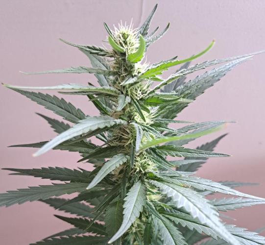 King's Juice 202602. Week 10 - The flowers are still relatively healthy