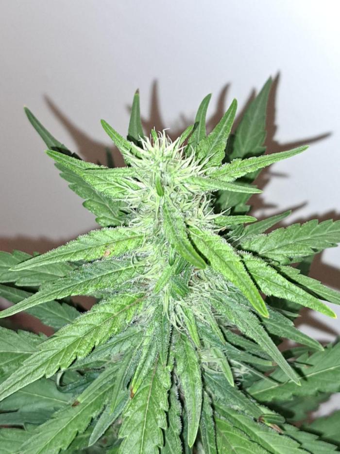 King's Juice 202602. Week 12