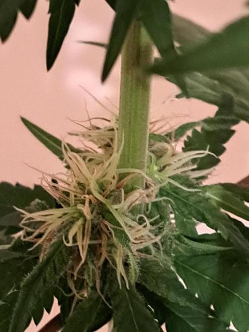 Kings Juice Auto. Week 12