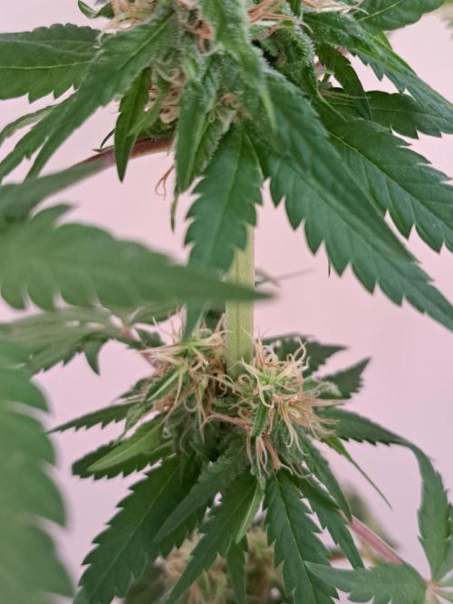 Kings Juice Auto. Week 13