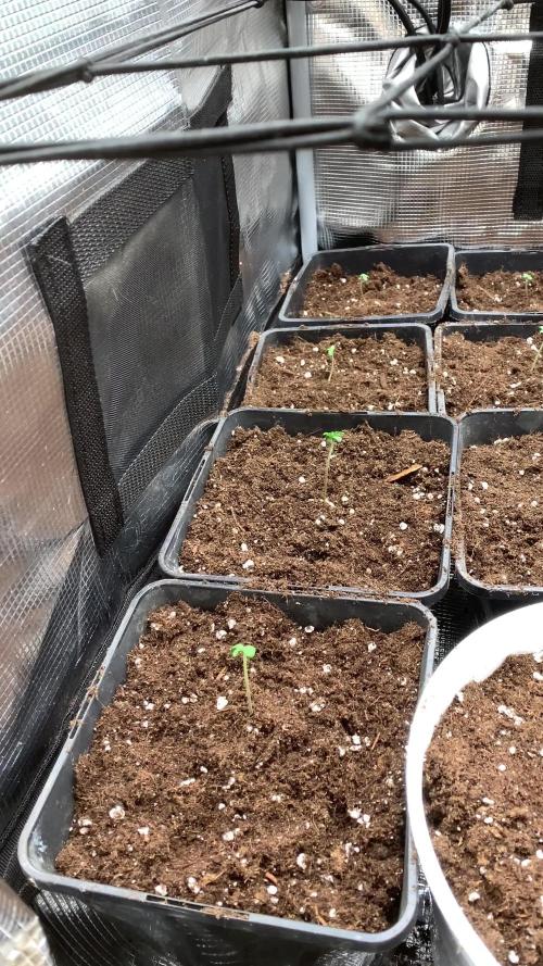 Vampire OG + Mongolomania - Hoku Seed