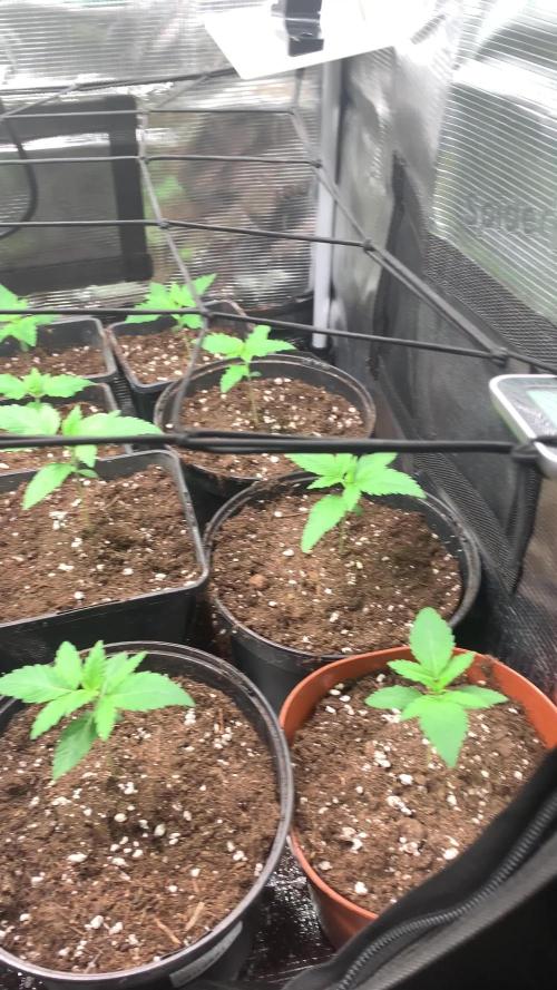 Vampire OG + Mongolomania - Hoku Seed