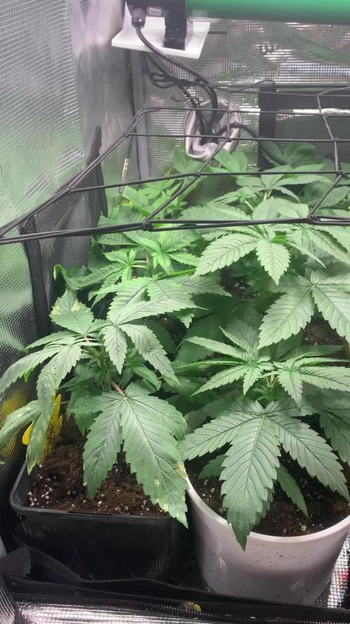 Vampire OG + Mongolomania - Hoku Seed