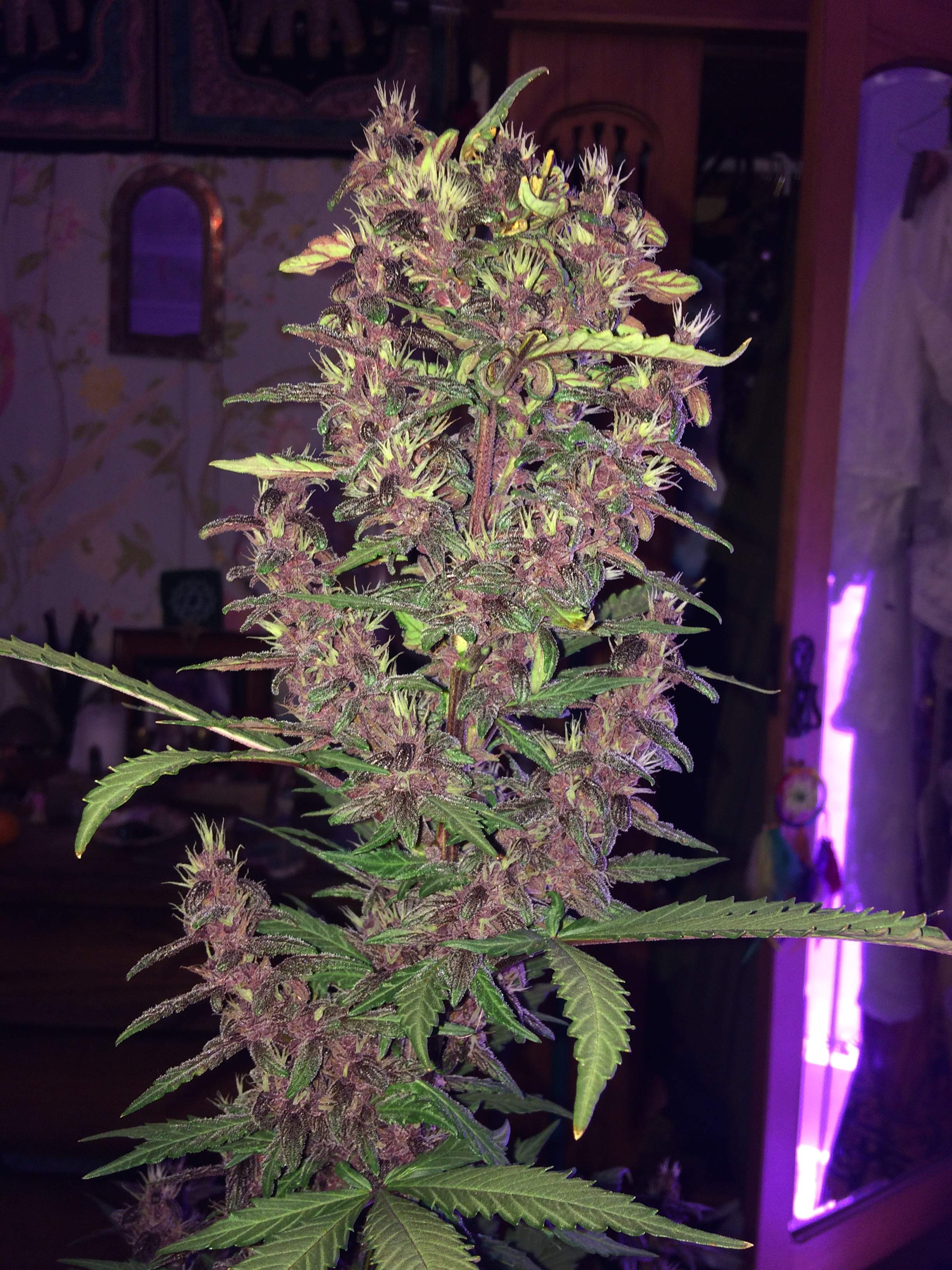 Sweet Seeds Devil Cream Auto grow diary (journal) week7 by