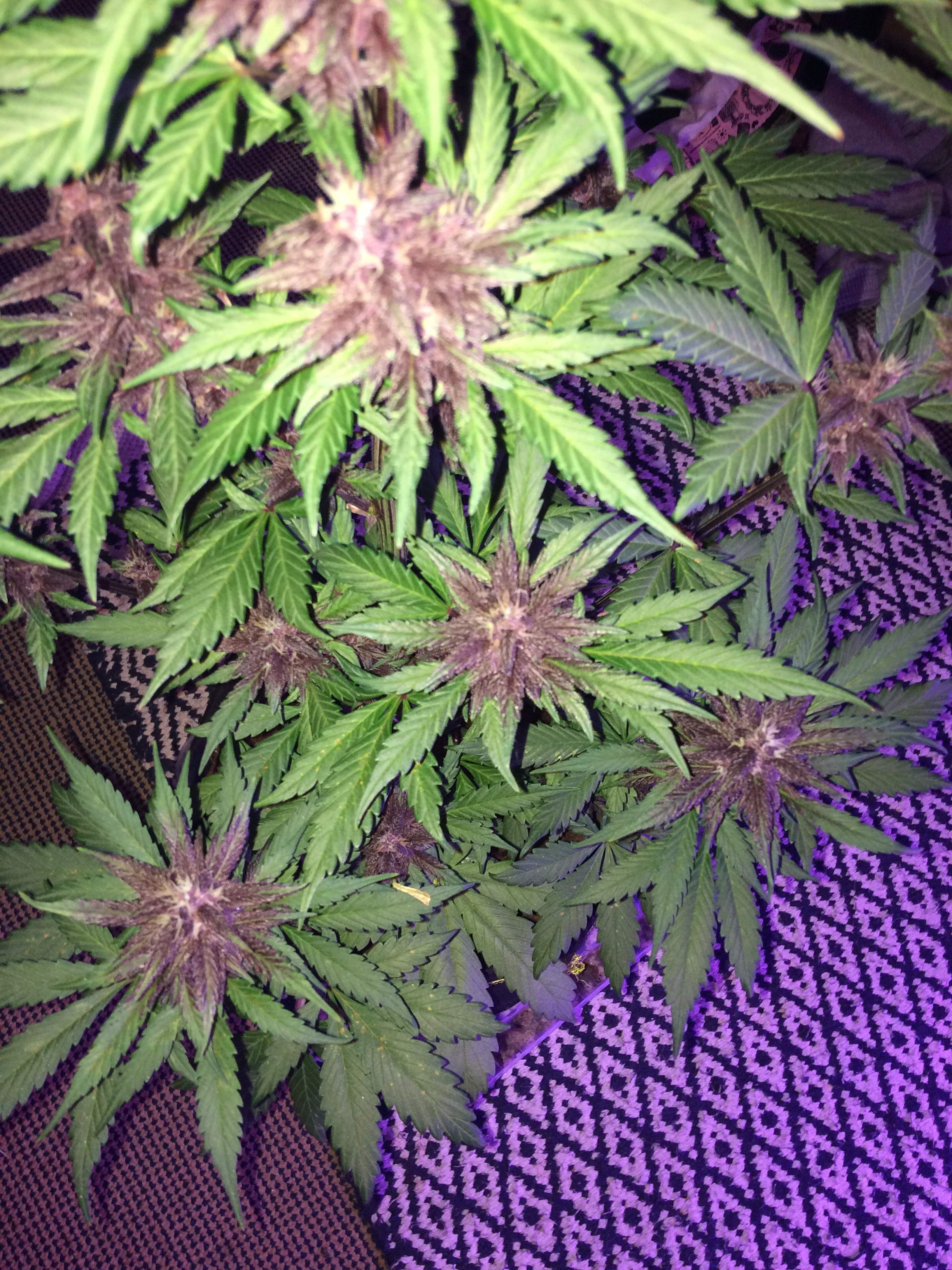 Sweet Seeds Devil Cream Auto grow diary (journal) week7 by