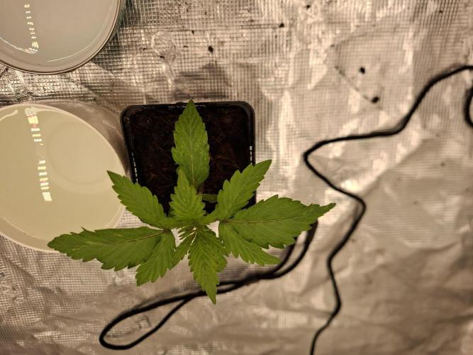 Topping LST Projekt. Week 2 - Think Tank