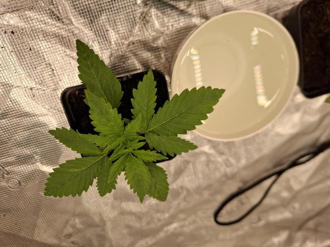 Topping LST Projekt. Week 2 - Sun of a Peach