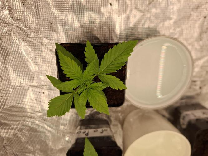 Topping LST Projekt. Week 2 - Original Gorilla ##4