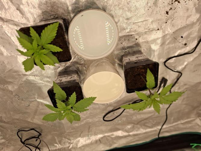 Topping LST Projekt. Week 2