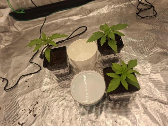Topping LST Projekt. Week 2