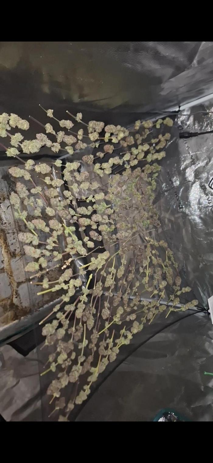 Lemon cherry gelato & Apple Fritter. Week 17