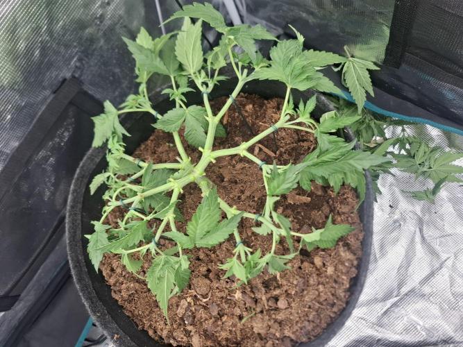 Topping LST Projekt. Week 6 - Original gorilla 