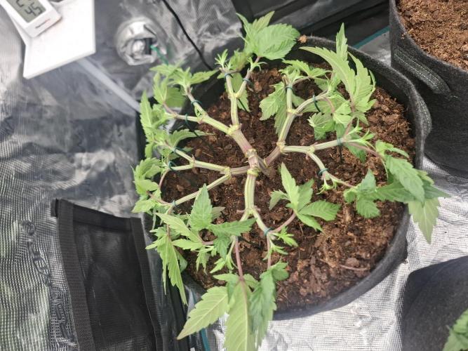 Topping LST Projekt. Week 6 - Think tank 
