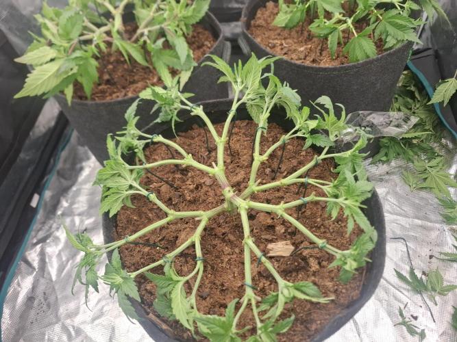 Topping LST Projekt. Week 6 - Sun of a peach 