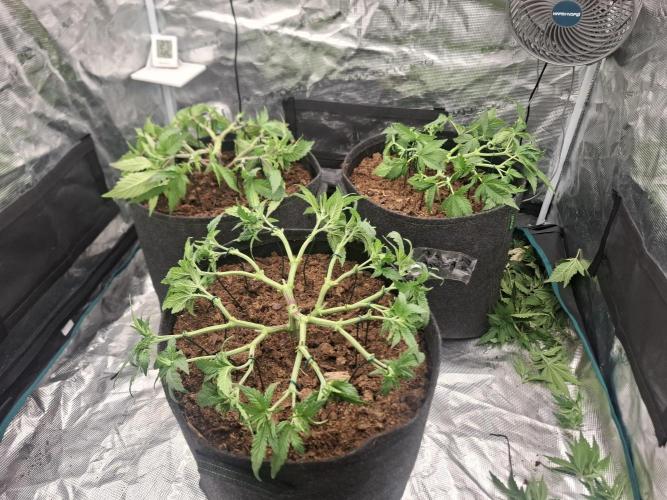 Topping LST Projekt. Week 6
