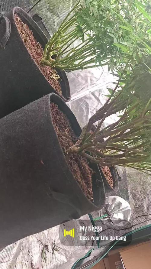 Topping LST Projekt