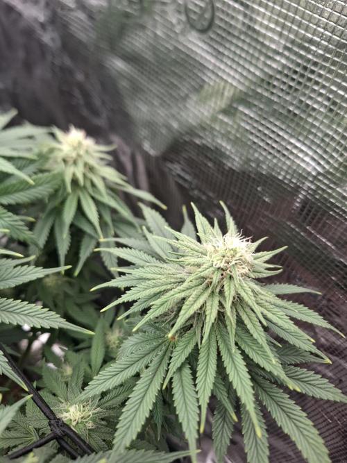 Topping LST Projekt. Week 3