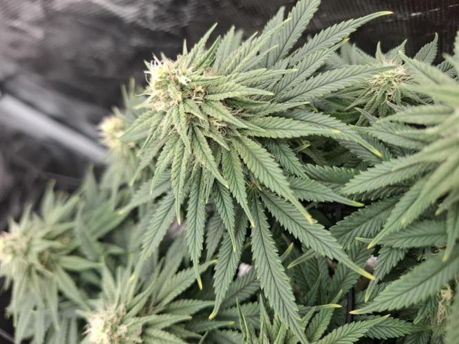 Topping LST Projekt. Week 3