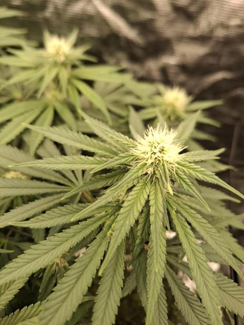 Topping LST Projekt. Week 3