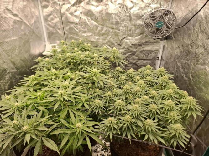 Topping LST Projekt. Week 3