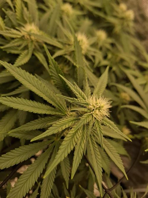 Topping LST Projekt. Week 3