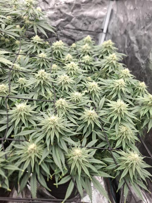 Topping LST Projekt. Week 3