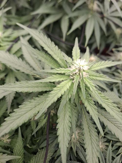Topping LST Projekt. Week 3