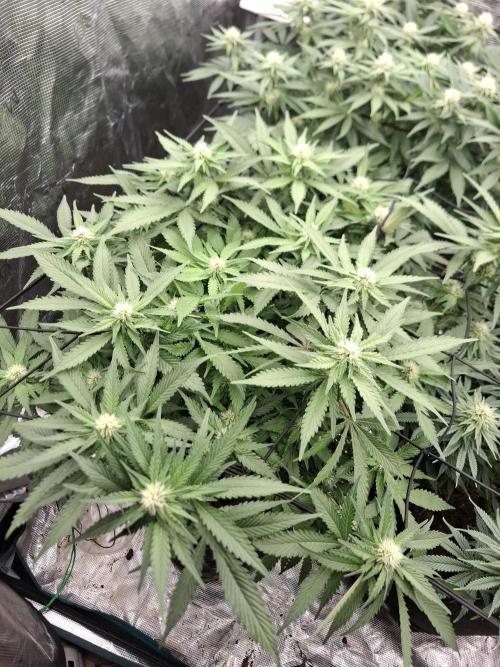 Topping LST Projekt. Week 3