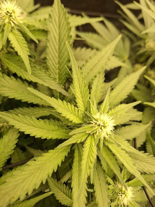 Topping LST Projekt. Week 3