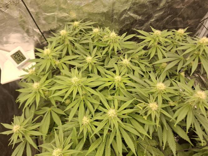 Topping LST Projekt. Week 3