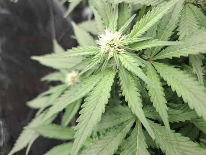 Topping LST Projekt. Week 3