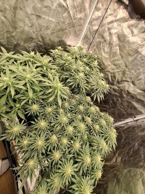 Topping LST Projekt. Week 3