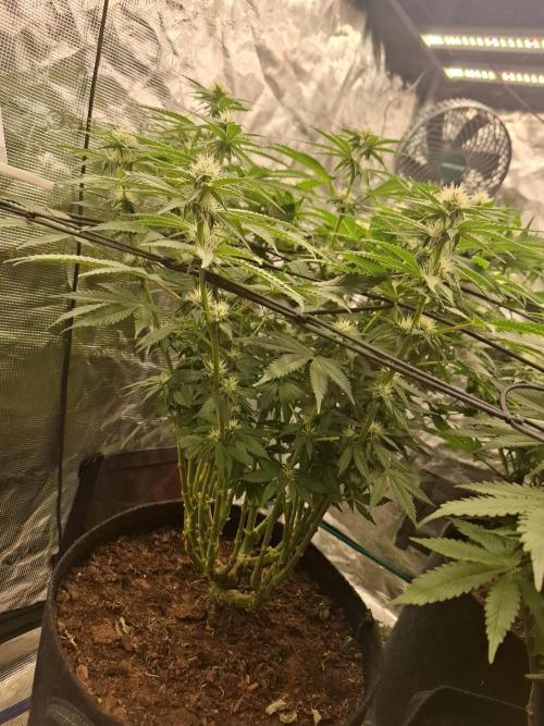 Topping LST Projekt. Week 3