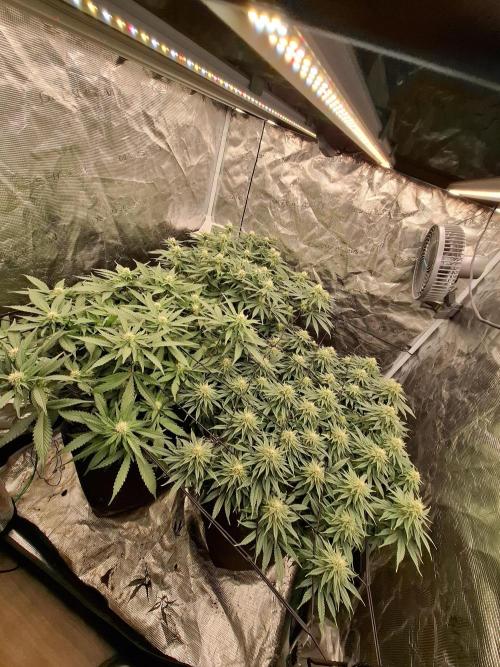 Topping LST Projekt. Week 3
