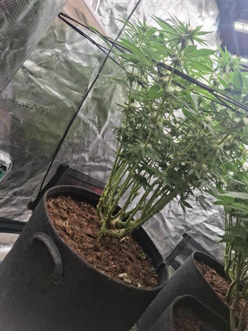 Topping LST Projekt. Week 3