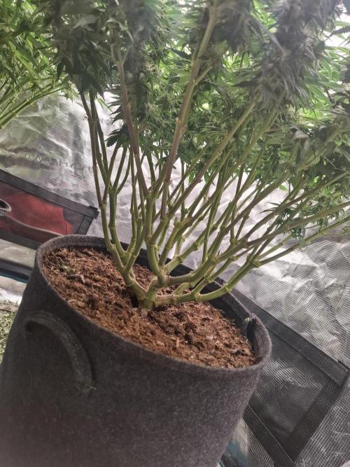 Topping LST Projekt. Week 3
