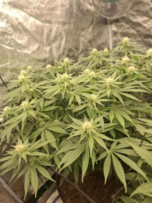 Topping LST Projekt. Week 3
