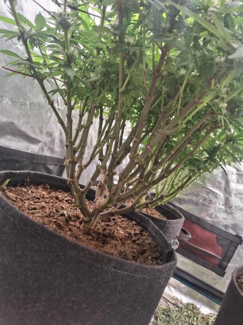 Topping LST Projekt. Week 3