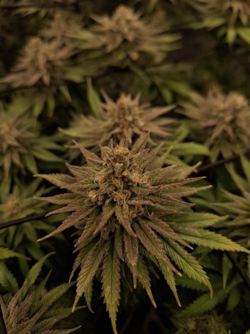 Topping LST Projekt. Week 7 - Sun of a peach 🍑 