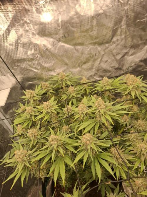 Topping LST Projekt. Week 7 - Original Gorilla ##4🦍