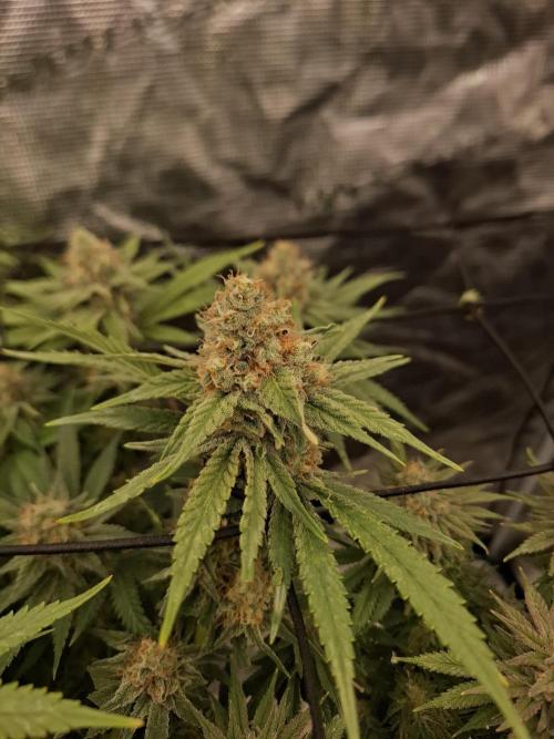 Topping LST Projekt. Week 7 - Original Gorilla ##4 🦍