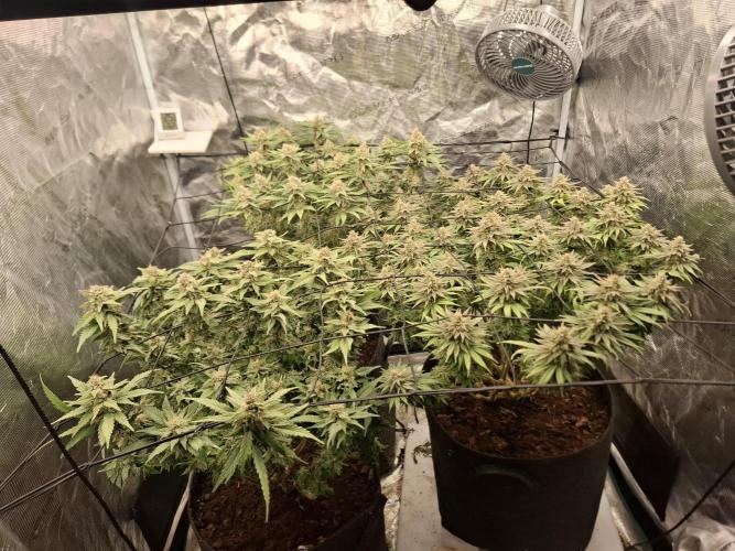 Topping LST Projekt. Week 7